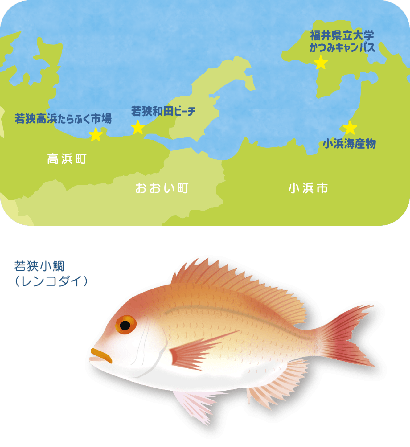 若狭湾と「シイラ」について
