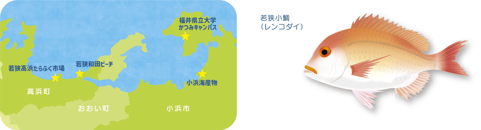 若狭湾と「シイラ」について